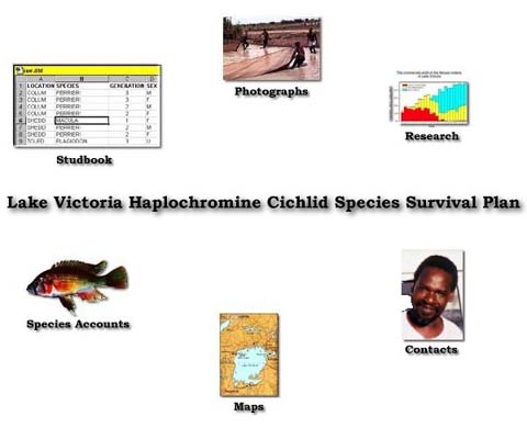 Lake Victoria Species